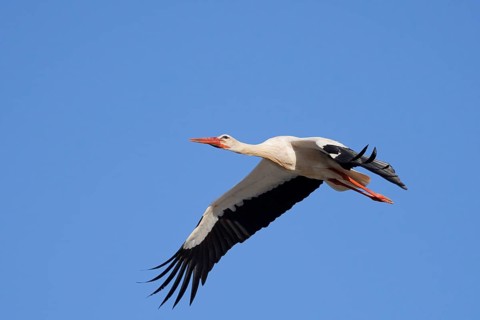 White stork (Ciconia ciconia), flying, Algarve, Portugal