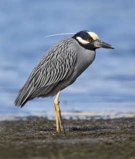 Yellow-crowned Night Heron (Nyctanassa violacea), Florida, USA