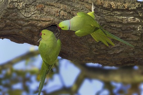 Rose-ringed Parakeet (Psittacula krameri) mating, Atlantic rainforest, Brazil