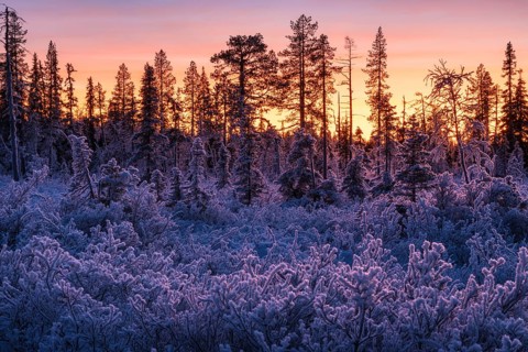 Thick frosted bushes and trees at dusk, Norrbotten, Lapland, Sweden, November 2022
