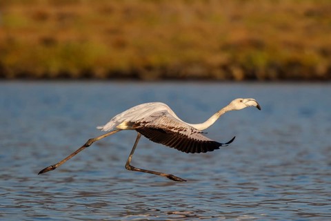Greater Flamingo (Phoenicopterus roseus) juvenile taking flight, Lesvos, Greece