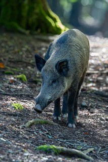Wild boar (Sus scrofa), Vulkaneifel, Rhineland-Palatinate, Germany