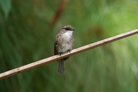 Swamp Flycatcher (Muscicapa aquatica), Uganda