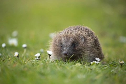 European hedgehog (Erinaceus europaeus) adult animal on a garden grass lawn with daisy flowers in