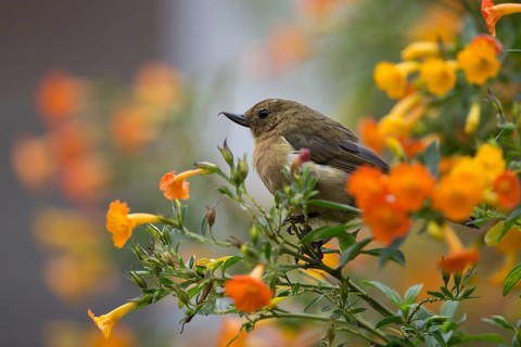 White-sided Flowerpiercer (Diglossa albilatera albilatera) female perched on a flowering branch,