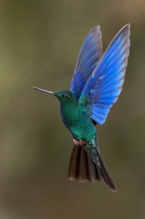 Great Saphirewing (Pterophanes cyanopterus) flying while feeding at a flower in the Andes Mountains