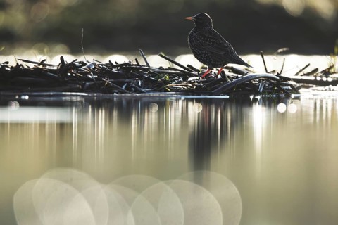 A common starling perches on a branch in the serene setting of Puebla de BeleÃ±a, Spain. The bird