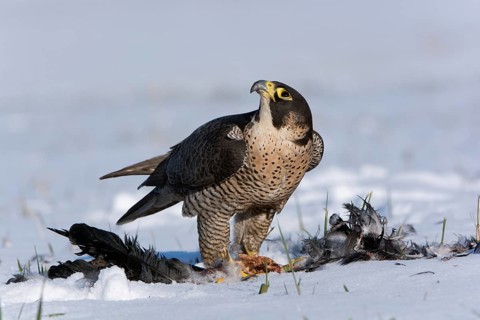 Peregrine Falcon (Falco peregrinus) captive, with prey, Saxony, Germany