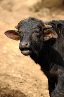 Young buffalo calf with small horns in the open, water buffalo (Bubalus arnee), Bavaria