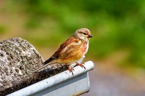 A bird sits on a metal ledge next to a rock with a blurred green background, The linnet (Linaria