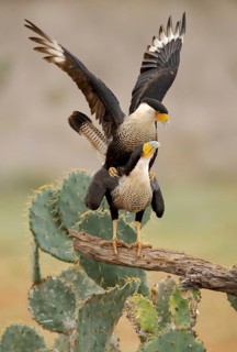 Northern Crested Caracara (Caracara cheriway) pair mating, Texas, USA