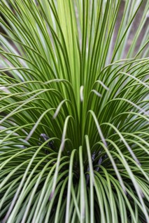 Close-up of a green plant with many thin leaves