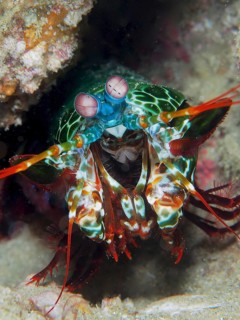 Clown mantis shrimp (Odontodactylus scyllarus)