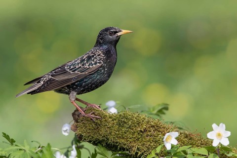 Common Starling (Sturnus vulgaris) perched on an old mossy tree trunk amongst flowers, Poland