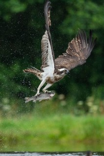 Western osprey (Pandion haliaetus) hunting with a trout, Aviemore, Scotland, Great Britain