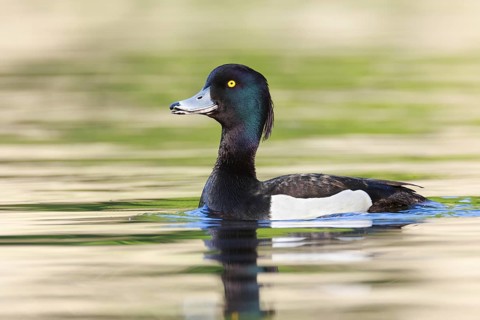 Tufted Duck (Aythya fuligula) male, Brandenburg, Germany