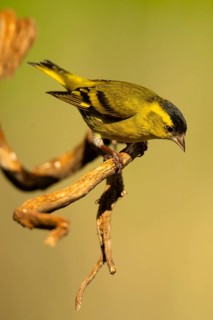 A vibrant European siskin, Spinus spinus, balances on a twisted branch, its yellow and black