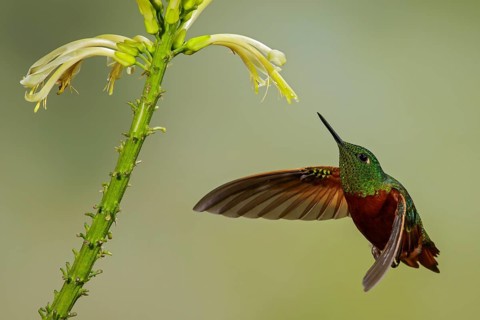 Chestnut-breasted Coronet (Boissonneaua matthewsii) flying while feeding at a flower in the South