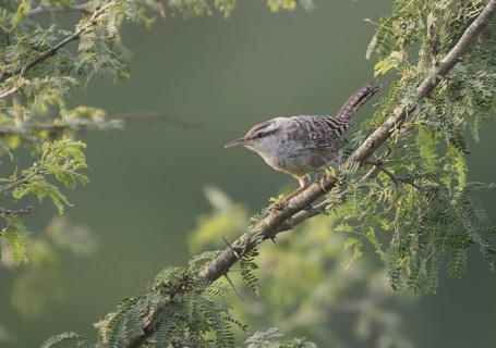Fasciated Wren (Campylorhynchus fasciatus), Manabi, Ecuador