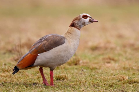 Egyptian Goose (Alopochen aegyptiaca), North Rhine-Westphalia, Germany