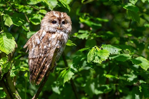 Tawny owl (Strix aluco) sitting on a branch, Bavaria, Germany