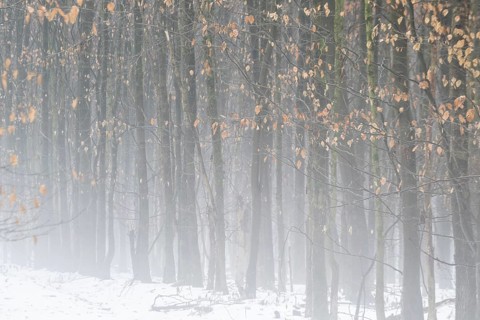 Beech forest (Fagus sylvatica) in the fog, Emsland, Lower Saxony, Germany