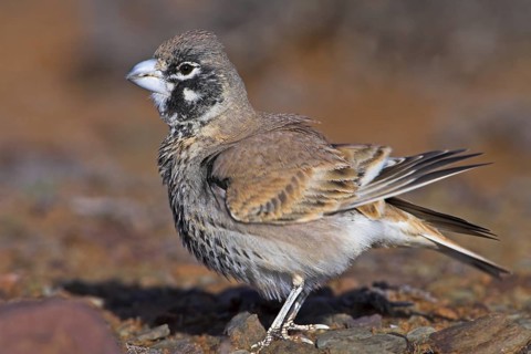 Thick-billed Lark (Ramphocoris clotbey), Morocco