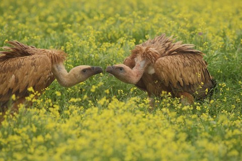 Two griffon vultures (Gyps fulvus) head to head, close together, close, close to each other,