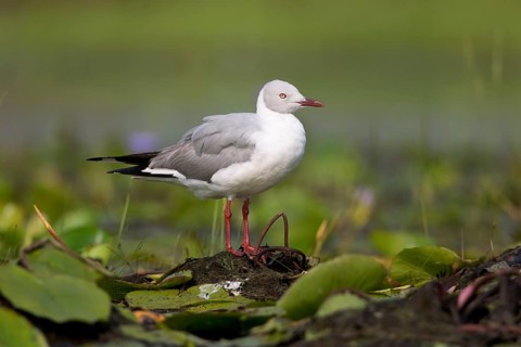 Grey-headed Gull (Chroicocephalus cirrocephalus), Uganda