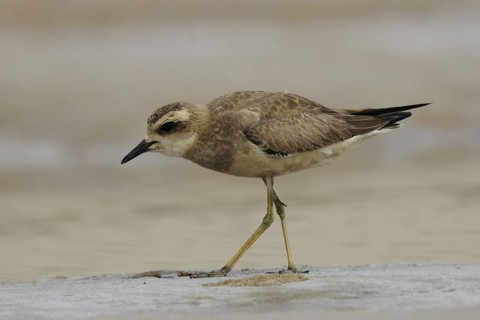 Caspian Plover (Charadrius asiaticus), Goa, India