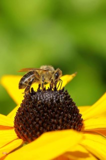 European honey bee (Apis mellifera), collecting nectar from a flower of the yellow coneflower