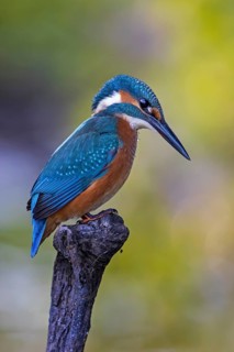 Common Kingfisher (Alcedo atthis) perched on a branch, Saxony-Anhalt, Germany