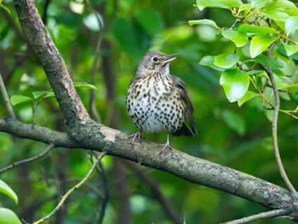 Song Thrush (Turdus philomelos), adult bird perched on a branch, singing in a park, Northumberland,