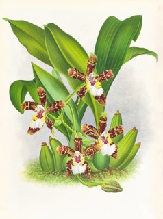 Orchid, Zygopetalum jorisianum, authentic reproduction of an illustration by Jean Jules Linden