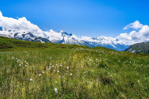Mountain meadow with cotton grass, mountain panorama with glaciated mountain peaks, Aiguille du