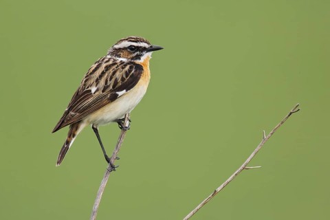 Whinchat (Saxicola rubetra) male perched on a branch, Brandenburg, Germany