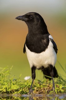 Magpie, animals, birds, ravens, (Pica pica), Beindersheim, Bad Dürkheim district,