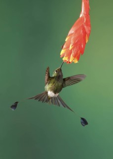 Booted Racket-tail (Ocreatus underwoodii) male, Pichincha, Ecuador