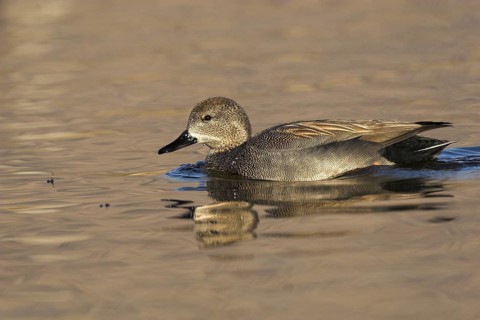 Gadwall (Mareca strepera) male, Madrid, Spain