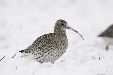 Eurasian Curlew (Numenius arquata), Germany