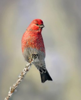 Pine Grosbeak male, Pinicola enucleator, perched in winter in Saskatoon, Saskatchewan, Canada