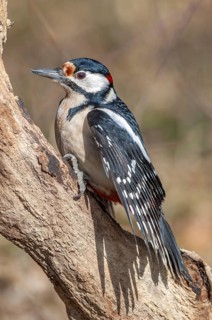 Great Spotted Woodpecker (Dendrocopos major) on a branch in the forest. Bas-Rhin, Alsace, Grand
