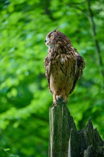 Eurasian eagle-owl (Bubo bubo), sitting alertly on tree trunk in forest, Bohemian Forest, Czech