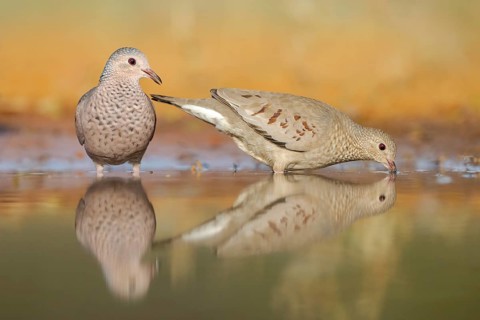 Common Ground Dove (Columbina passerina) at a waterhole, Texas, USA