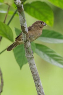 Black-and-white Seedeater (Sporophila luctuosa) perched on a branch in Manu National Park, Peru