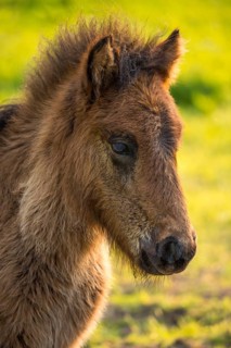 Icelandic horse in a meadow, foal, portrait, colour brown. Evening, golden hour, backlight. Germany