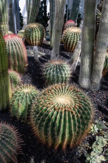 Goldkugel cacti, columnar cacti in the cactus house, plant house from Überlingen am Lake Constance,