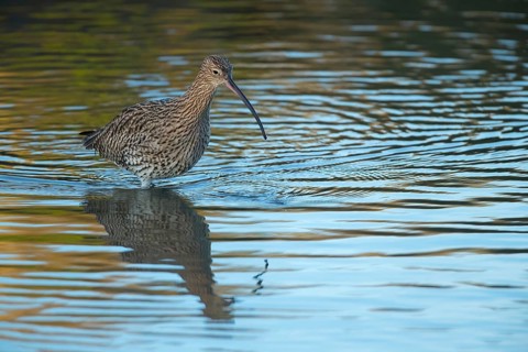 Eurasian curlew (Numenius arquata) adult wading bird in water of a lagoon, Norfolk, England, United