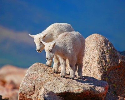 Two young snow goats in a rocky landscape, Wyoming, United States
