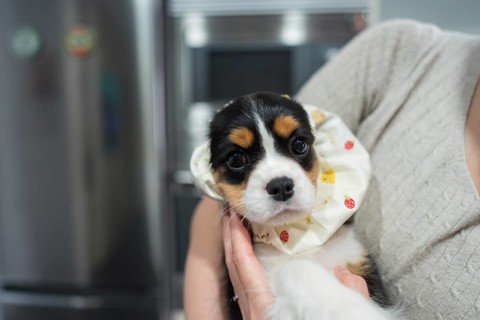 Woman with adorable cavalier king charles spaniel puppy wearing a cute, patterned feeding accessory